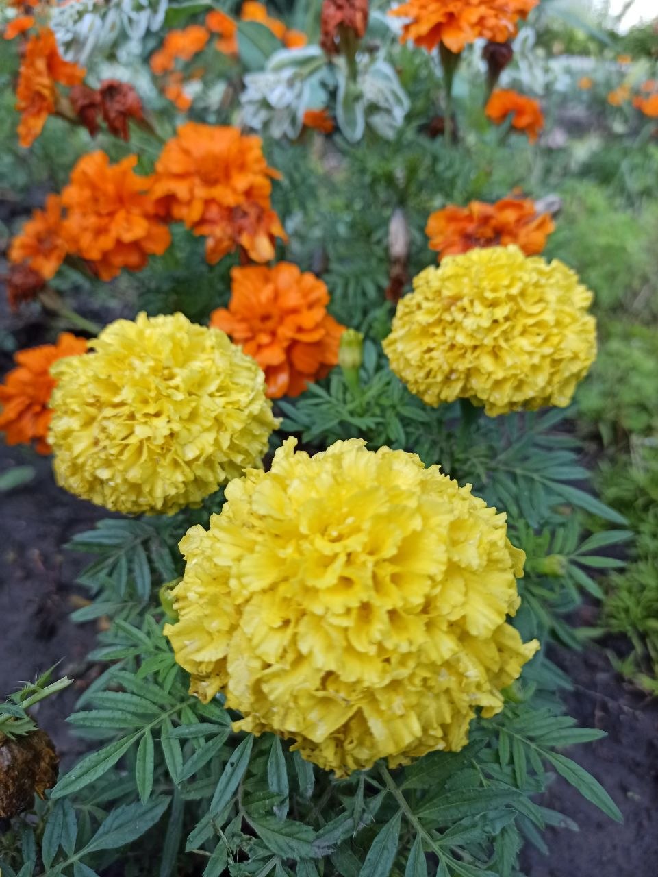 🌸🍂 ОСІННЯ СИМФОНІЯ КВІТІВ ВСП “БЕРЕЗОВОРУДСЬКОГО ФАХОВОГО КОЛЕДЖУ” 🍂🌸